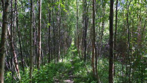 Konzept-Des-Wechsels-Der-Jahreszeiten-Vom-Kalten-Winter-Zum-Lebhaften-Sommer,-Spaziergang-Entlang-Des-Waldweges