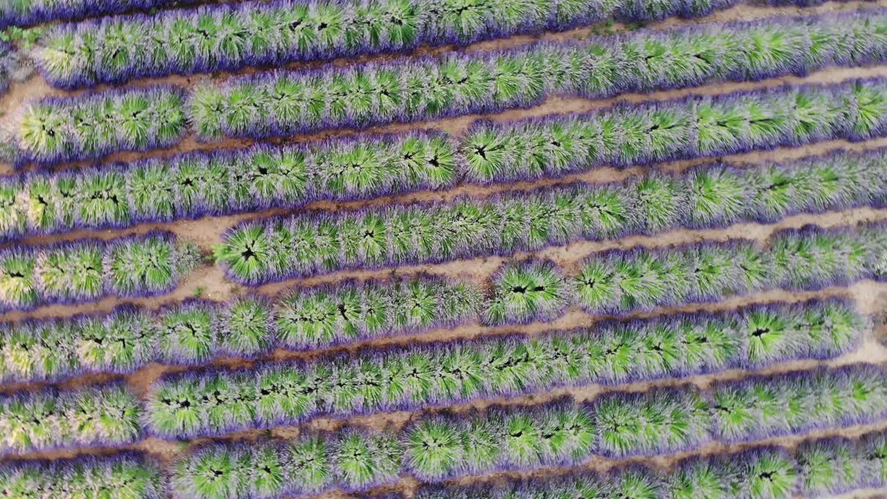 un dron gira lentamente sobre un campo de lavanda en valensole
