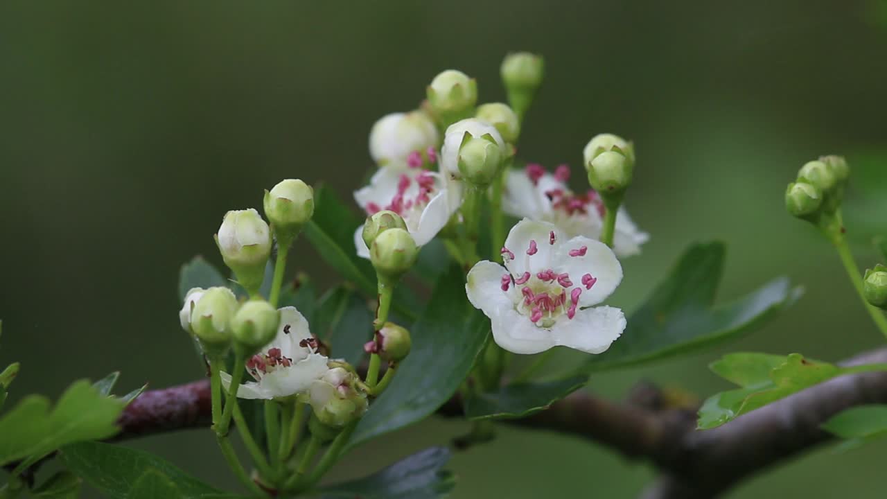 Hawthorn, Crataegus monogyna, in flower. May. England. UK