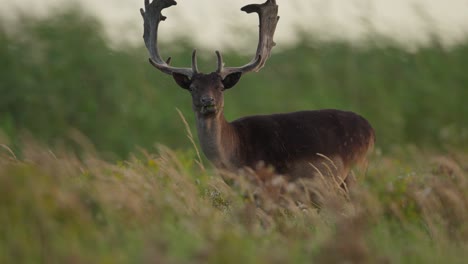 european fallow deer buck with big set of antlers grazing in meadow