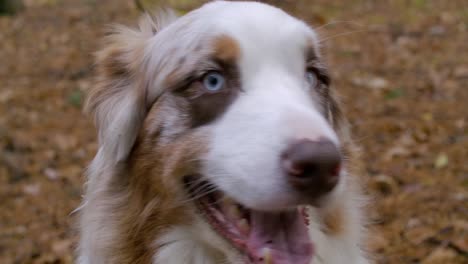 close up of a friendly australian shepherd dog with blue eyes