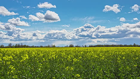 Tiro-De-Lapso-De-Tiempo-Del-Campo-De-Canola-Amarillo-En-Un-Día-Nublado