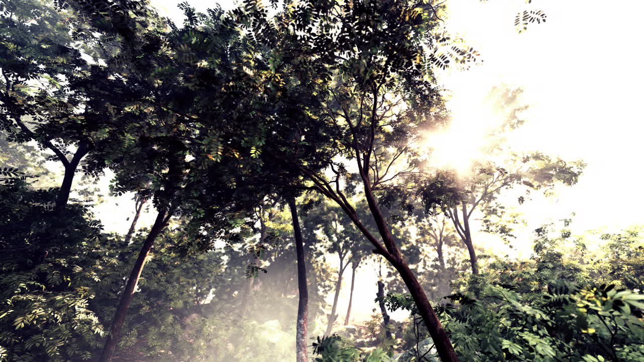 la luz del sol fluye a través de un denso bosque