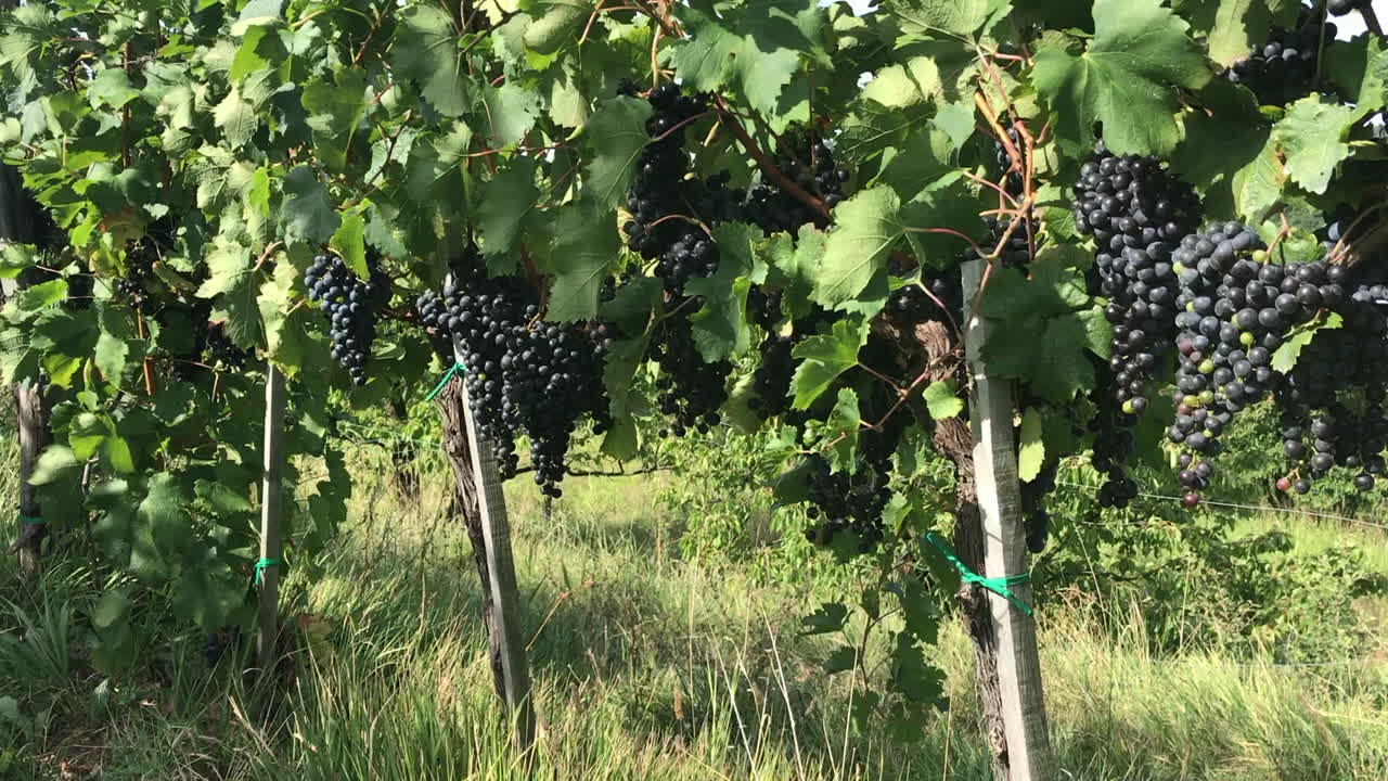uvas rojas colgando de vides en viña