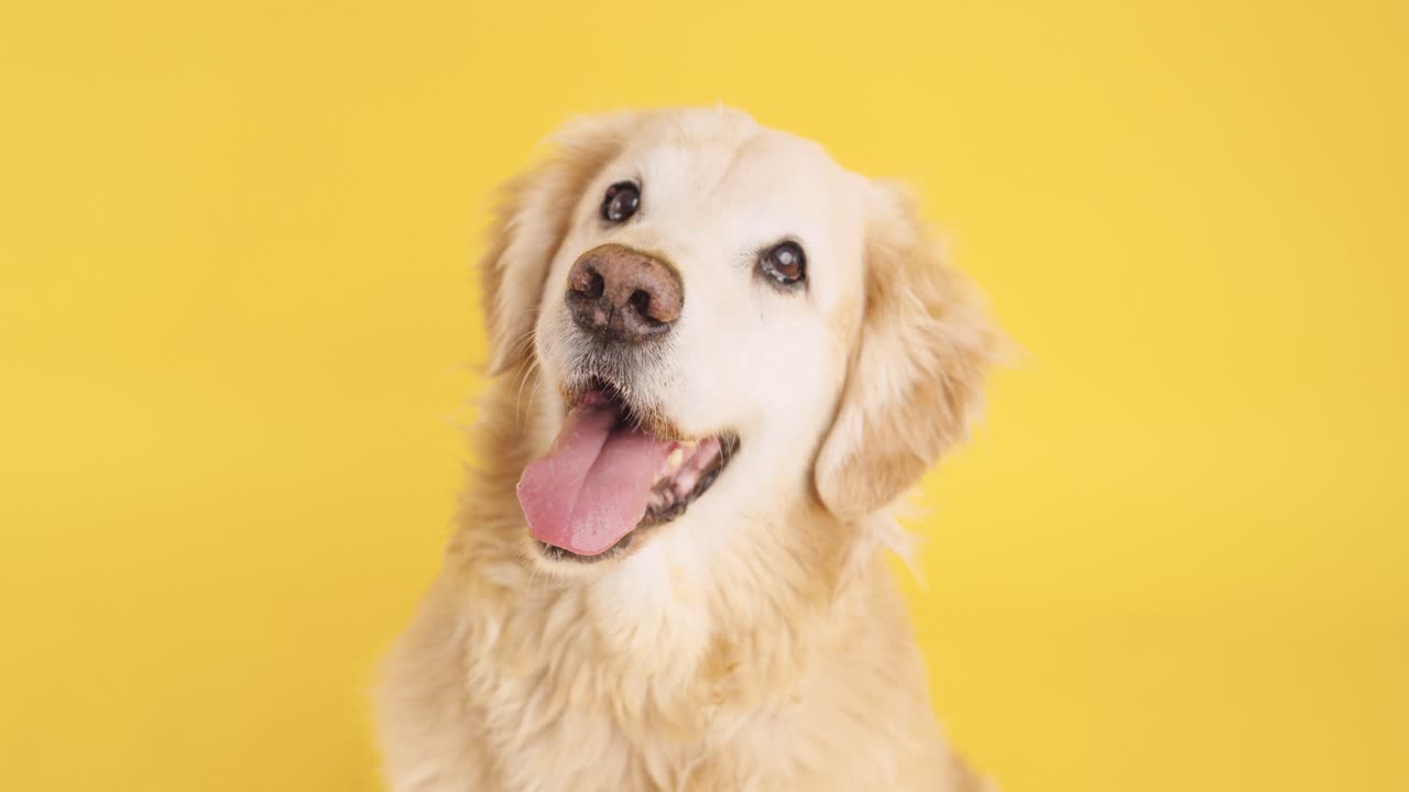 Portrait of a happy golden retriever dog