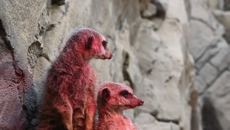 Erdmännchen-Ruhen-Unter-Roter-Infrarot-Wärmelampe-Im-Zoo,-Nahaufnahme