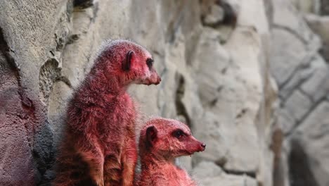 meerkats resting under red infrared heat lamp in zoo,close up shot