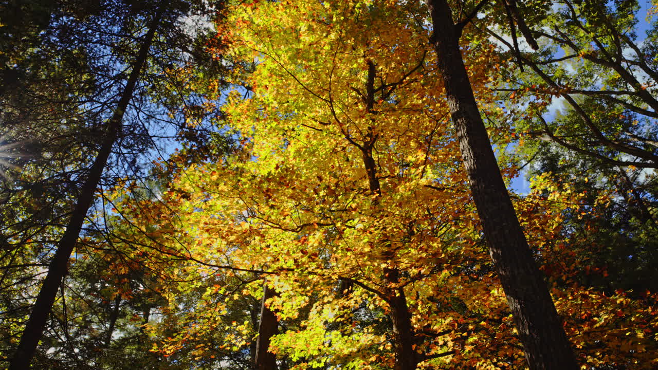 Cinematic shot looking up at bright autumn colors on maple and oak trees