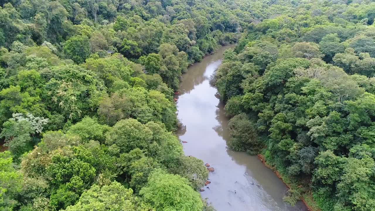 bosque exuberante con río en argentina. aerial hacia adelante
