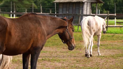 Dos-Caballos-En-Una-Granja