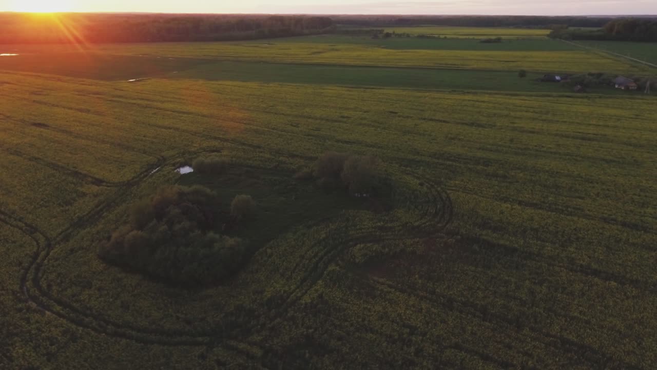 노을빛에 비친 황변 유채밭