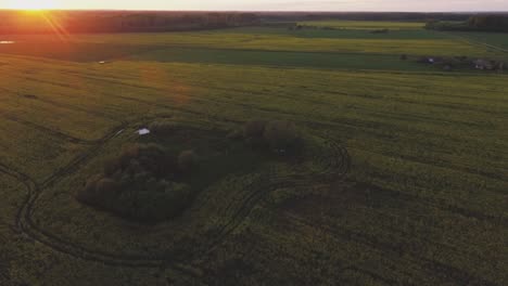 Campos-De-Colza-Amarillentos-Iluminados-Por-La-Luz-Del-Atardecer