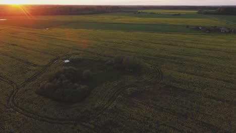 campos de colza amarillentos iluminados por la luz del atardecer