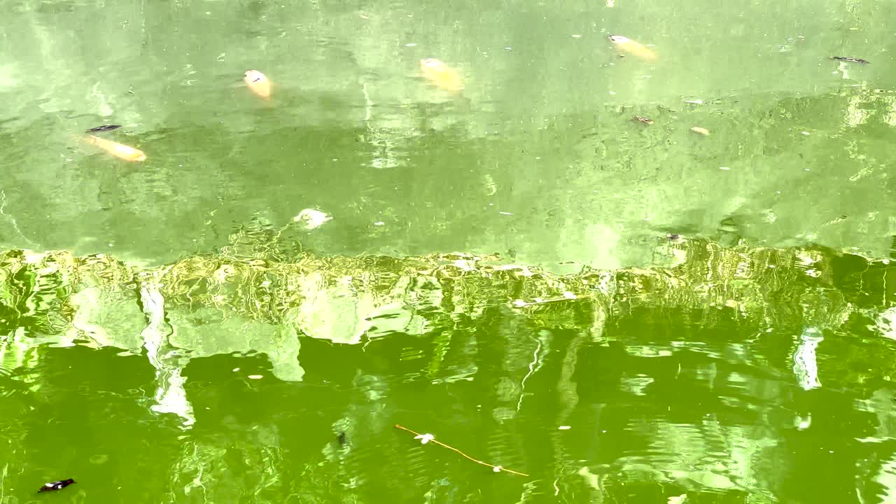 물고기는 조용한 연못에서 우아하게 움직입니다.