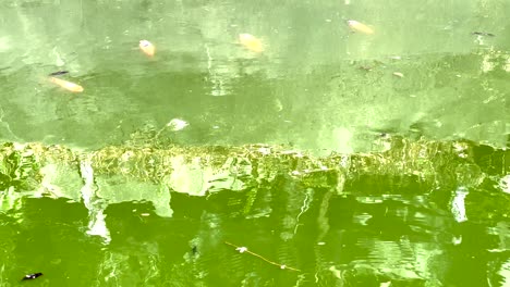 los peces se mueven con gracia en un estanque sereno