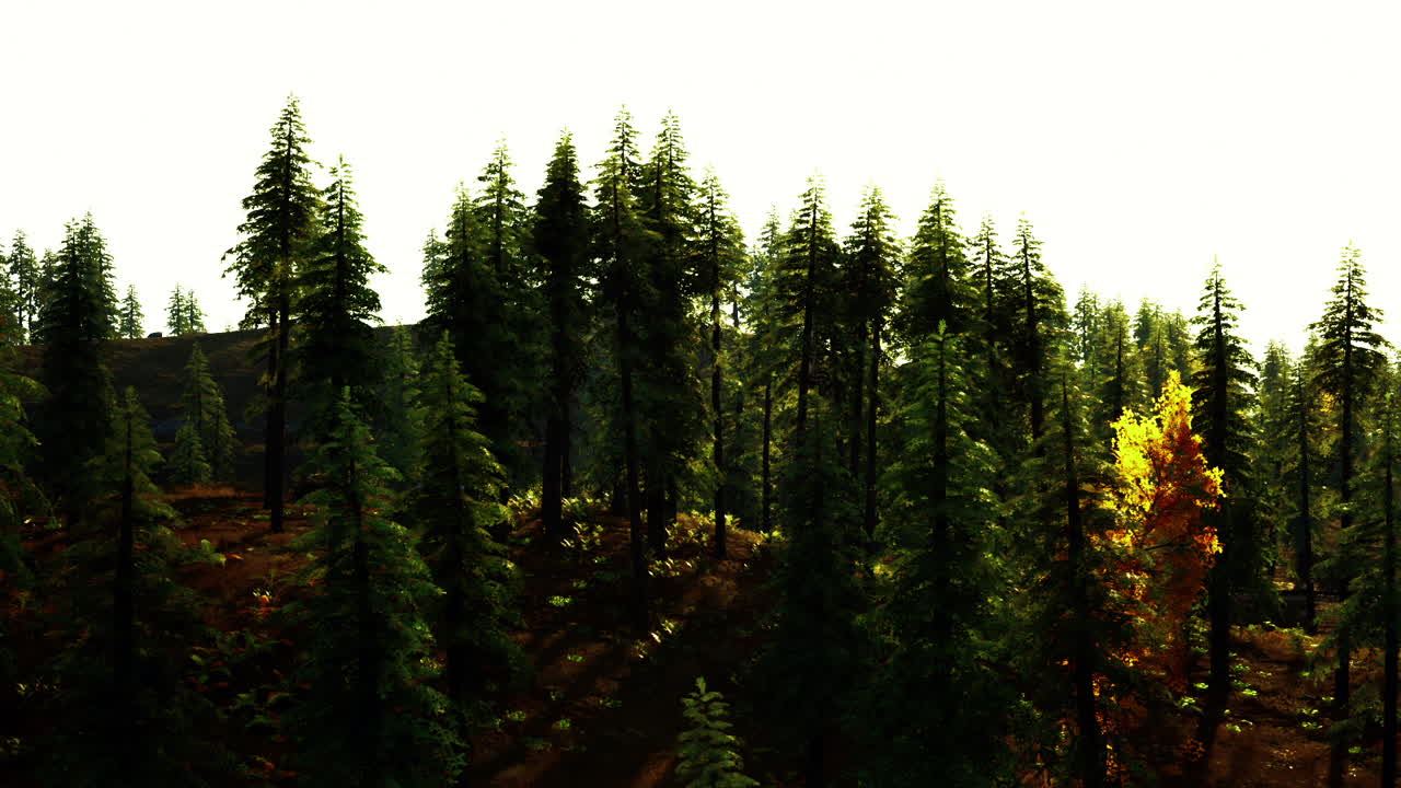 키가 큰 소나무 숲