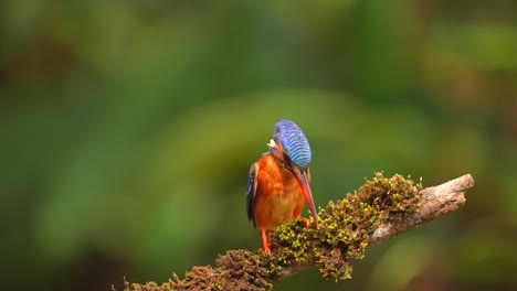 Ein-Blauohr-Eisvogel-Versuchte-Herunterzukommen,-Um-Sein-Ziel-Zu-Jagen,-Und-Der-Linke