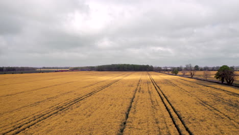 Luftüberflug-Eines-Blühenden-Rapsfeldes-Mit-Vorbeifahrendem-Güterzug