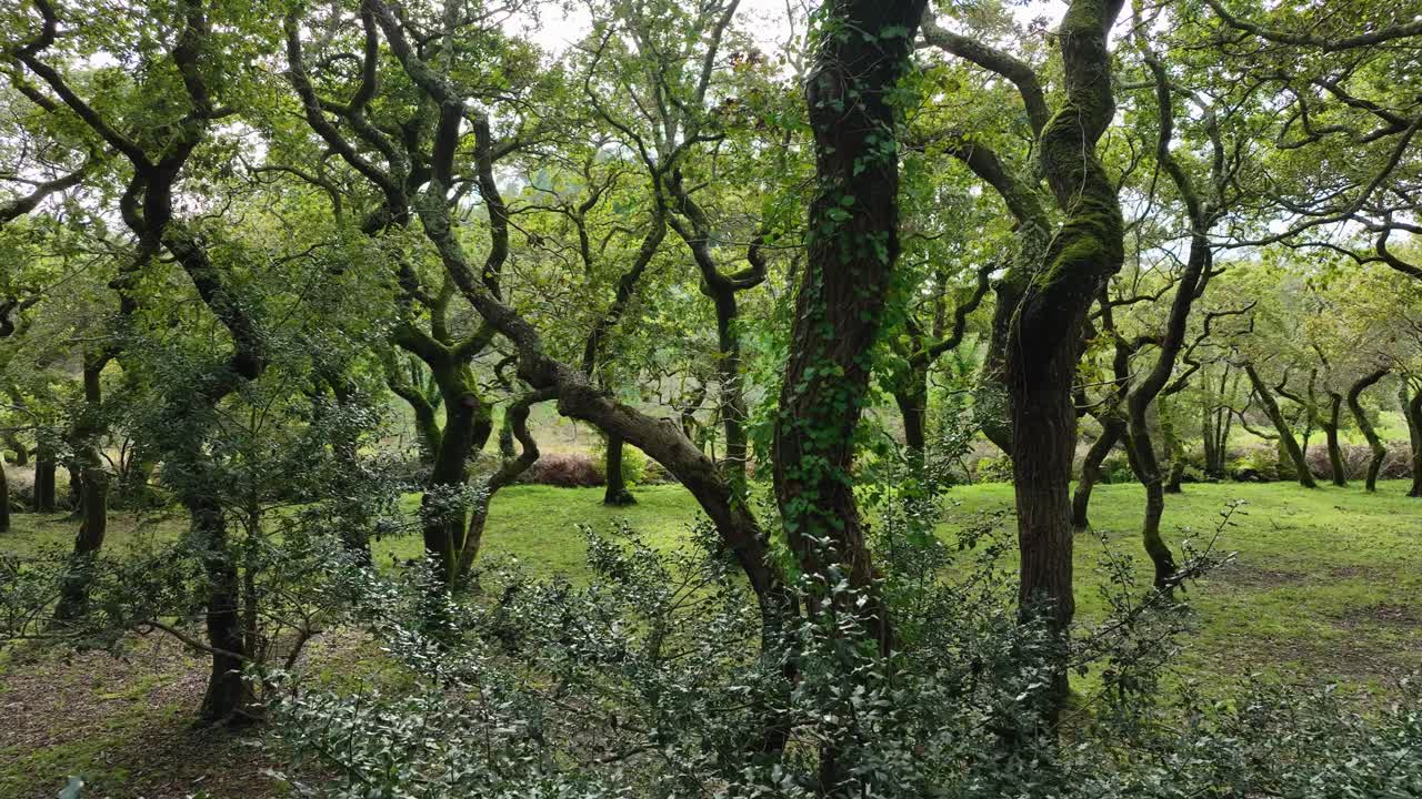 Scenic Lush Green Forest In The Carballeira Municipal de Baio Hiking In A Coru&ntilde;a, Spain