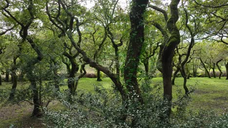 scenic lush green forest in the carballeira municipal de baio hiking in a coruña, spain