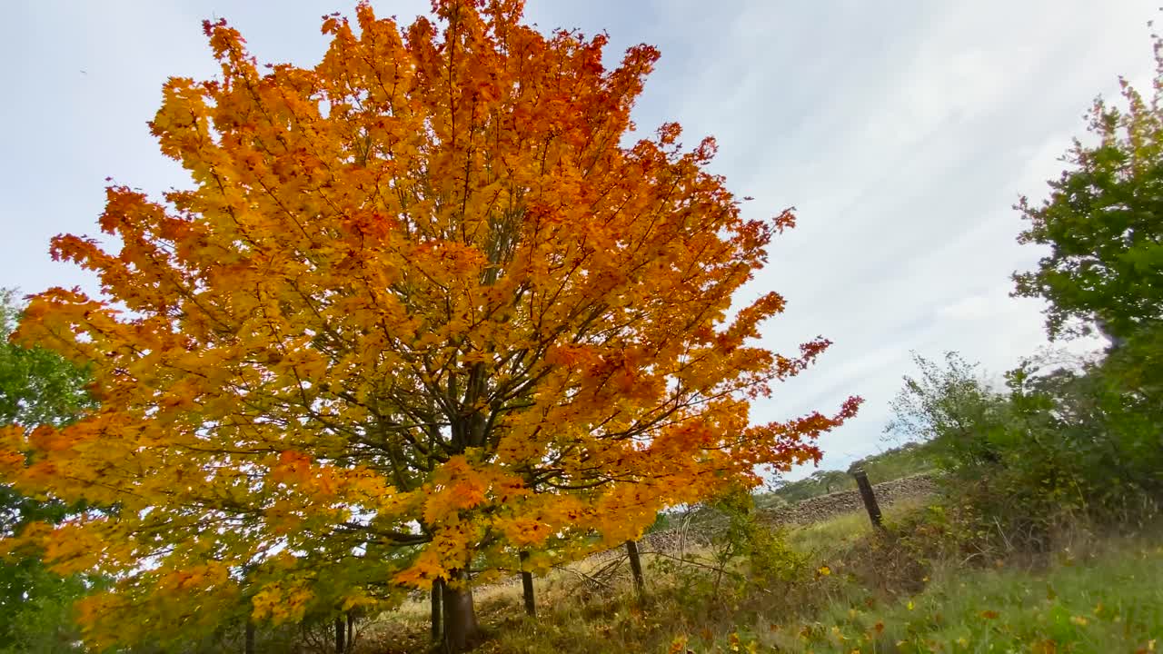 árbol de otoño con colores de hojas doradas, amplia vista cinematográfica