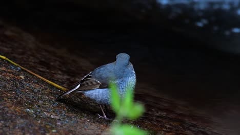 esta hembra de colirrojo plomizo no es tan colorida como el macho pero seguro que es tan esponjosa como una bola de un lindo pájaro