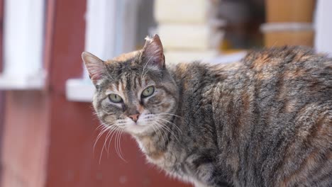 Nahaufnahme-Einer-Grauen-Katze-Auf-Der-Straße-An-Einem-Sonnigen-Tag,-Zeitlupe