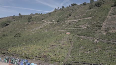 Wunderschöne-Weinberge-Am-Sil-Canyon-In-Ribeira-Sacra,-Spanien