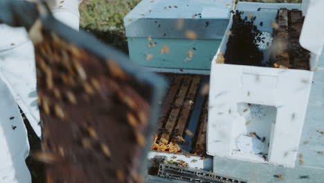 beekeeper putting back hive frames into box, queen excluder, bees swarming around