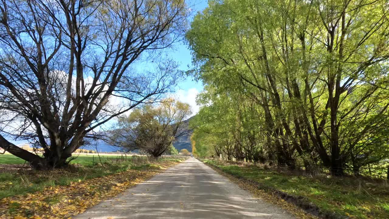 Car travels along rural tree-lined road, autumn foliage, bright daylight, smooth forward camera movement