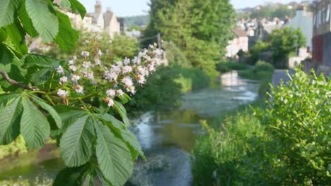 Lokaler-Bach,-Der-Im-Sommer-Durch-Eine-Stadt-In-Südostengland-Fließt,-Mit-Blüten-Auf-Bäumen-Im-Vordergrund