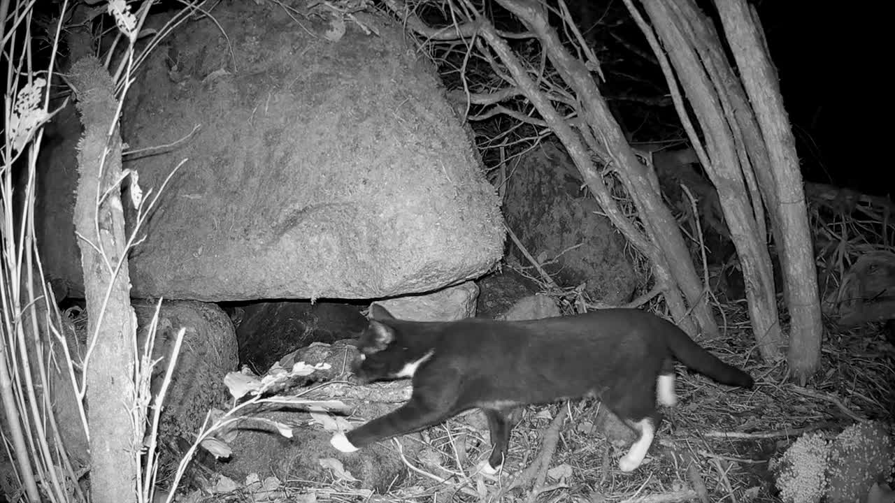 Gatto domestico che passa. Scatto notturno con una fototrappola. Estonia