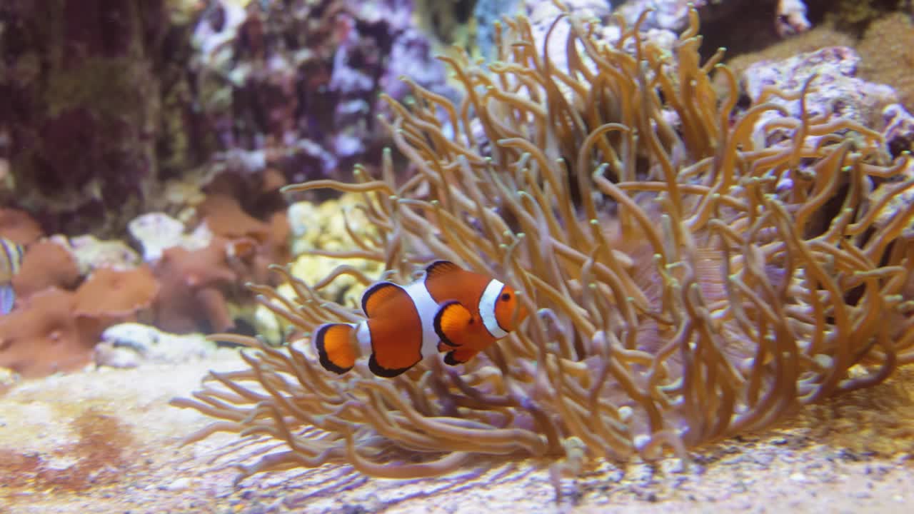 Pesce d'acqua salata d'attualità, pesce pagliaccio Anemonefish