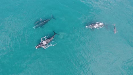 órbita lenta alrededor de la manada de ballenas francas australes, antena de gran altitud