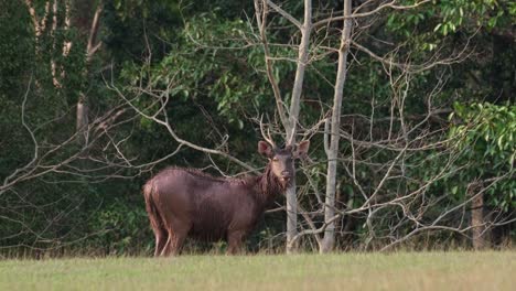 Stag-facing-to-the-right-while-looking-towards-the-camera-chewing-something-after-a-mud-bath