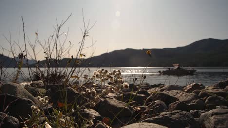 Sonneneruptionen-Auf-Dem-See,-Schimmernde-Wellen-Mit-Bergen-Im-Hintergrund-Und-Boot,-Das-Sich-Durch-Schuss-Bewegt,-Mit-Nahaufnahme-Von-Kleinen-Blumen