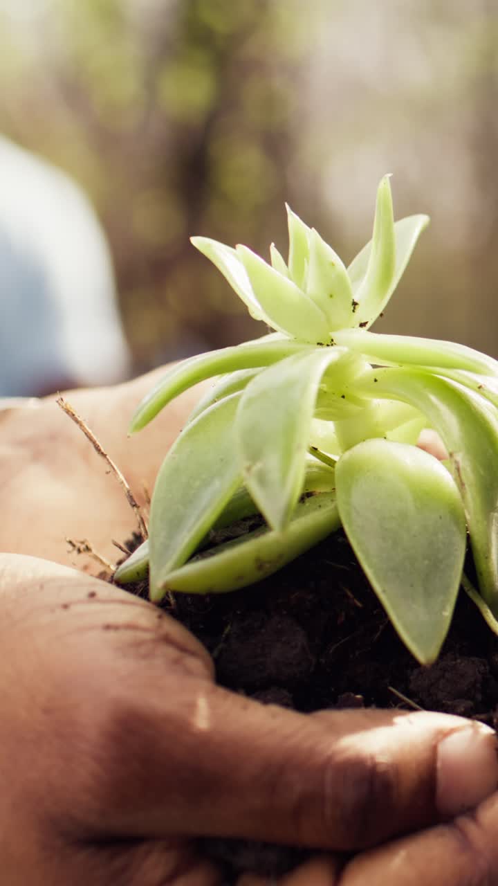 Close Up of Hands Holding a Small Green Succulent Plant
