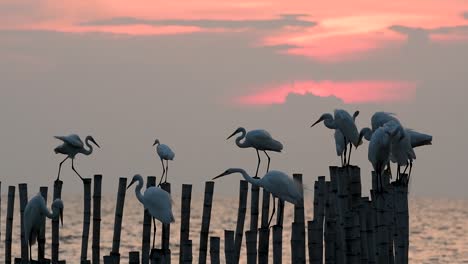 the great egret, also known as the common egret or the large egret