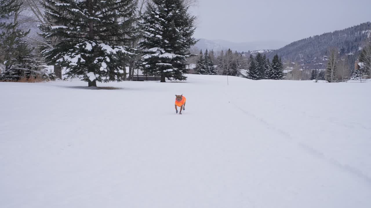 perro pitbull en chaqueta de invierno naranja corriendo sobre la nieve en un frío día de invierno, cámara lenta