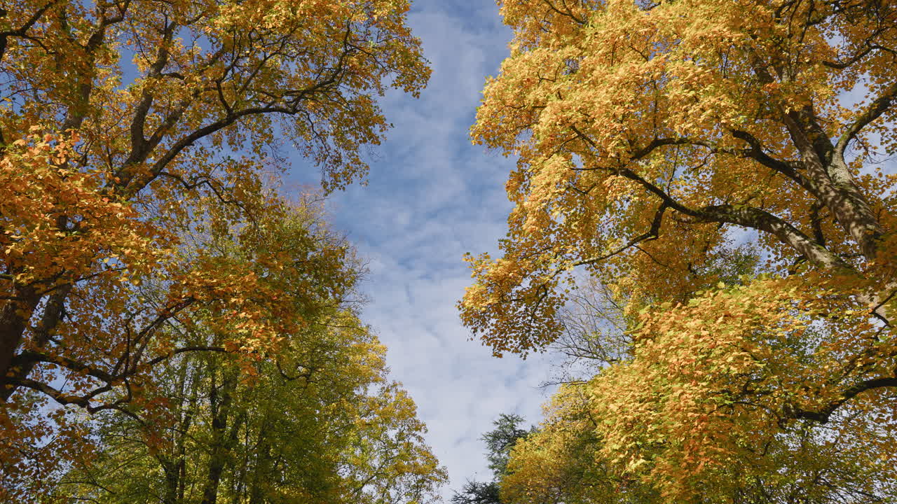 Golden autumn leaves on tree branches framing a blue sky with light clouds