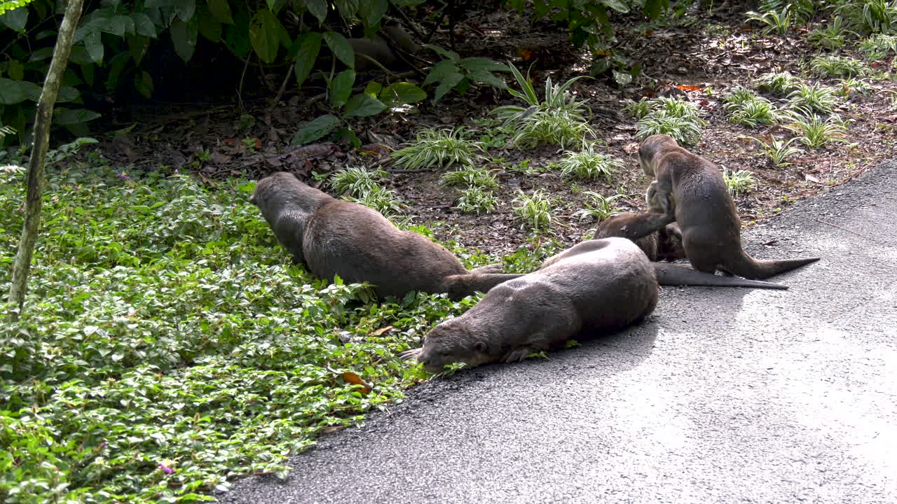 Slow Motion of an otter family having fun in the sun at the Singapore Botanic Gardens