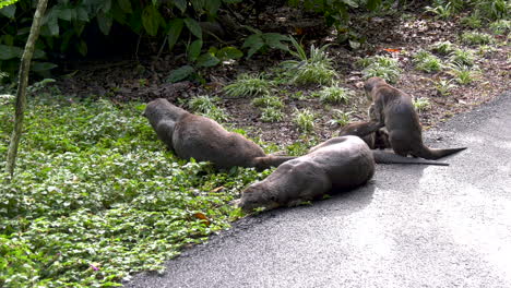 slow motion of an otter family having fun in the sun at the singapore botanic gardens