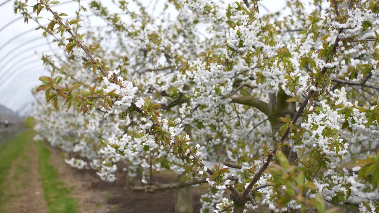Intensive farming of kent cherries in bloom in may with poles for plastic cover