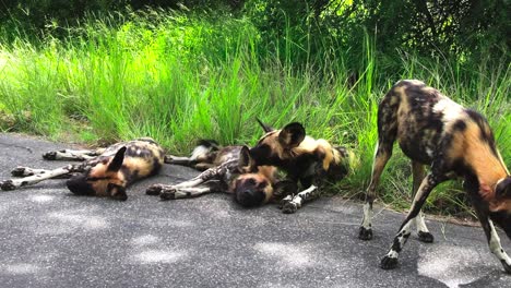 grupo de perros salvajes africanos descansan en la sombra cerca del campo de hierba verde en el camino oscuro