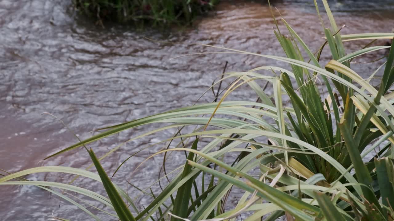 Water gently flows down a river with reeds in the foreground