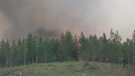 massive flames tower over trees during devastating alberta wildfires