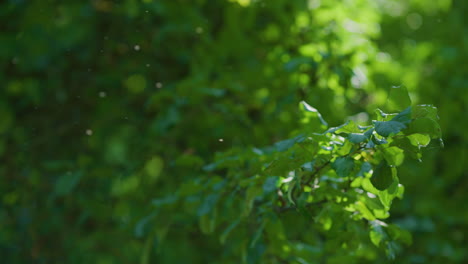 fondo de hojas verdes con mosquitos en un día soleado slomo