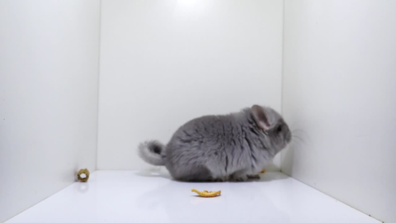 Young Grey Сhinchilla looking for a way out of a white room, close up studio shot