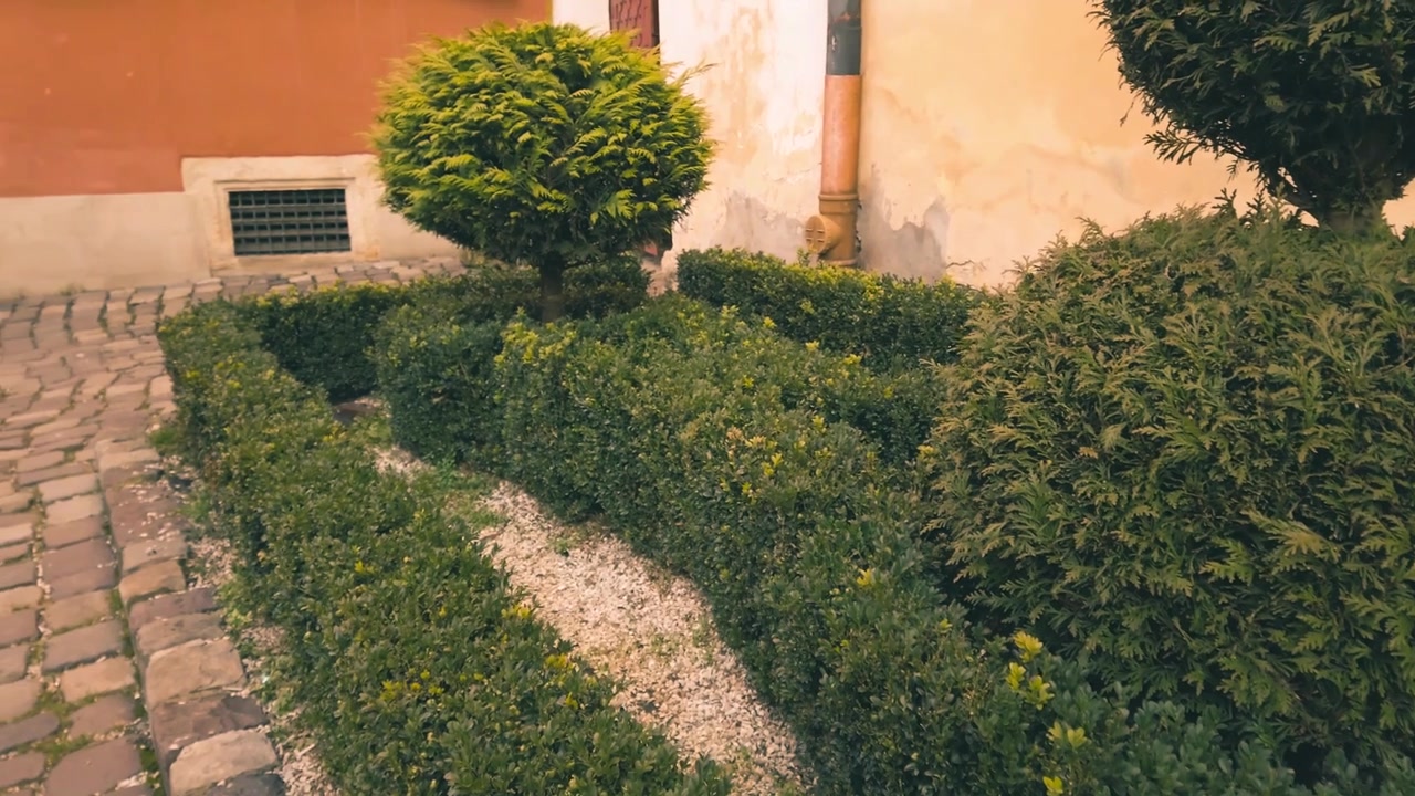 Cespugli verdi sullo sfondo di un vecchio edificio