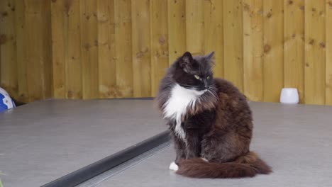 female black and white cat sat in the summer sun relaxing